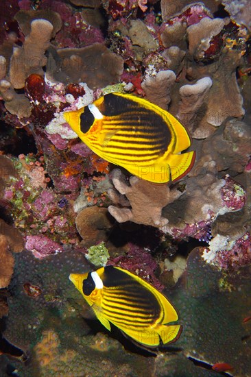 Pair of diagonal butterflyfish