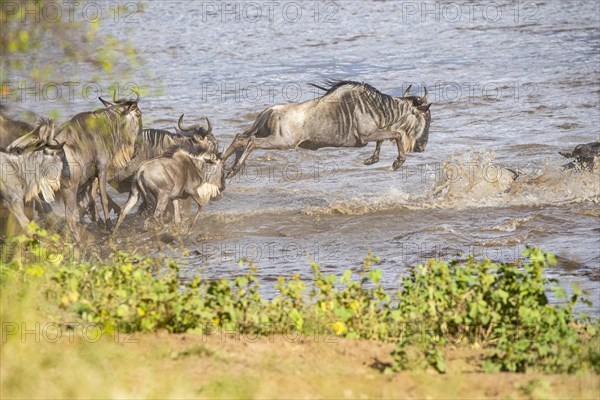 Wildebeest