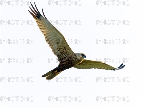 Western marsh-harrier