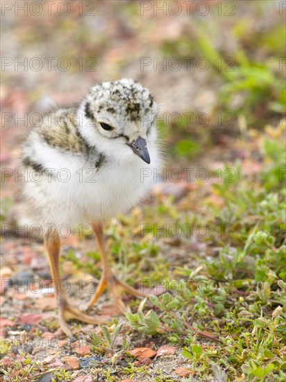 Ringed Plover