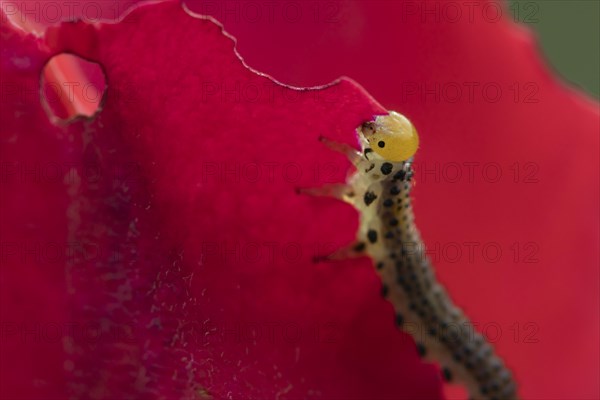 Large rose sawfly