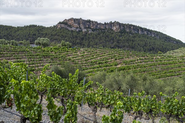 Experience stunning vineyard landscapes in the Priorat wine region