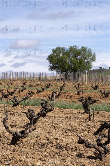 Landscape with vineyards in spring in the designation of origin area of Ribera del Duero wines in Spain