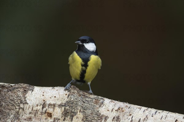 Great tit