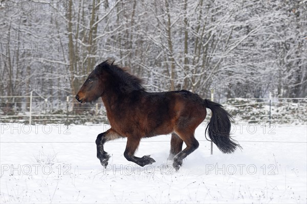 Young Icelandic horse