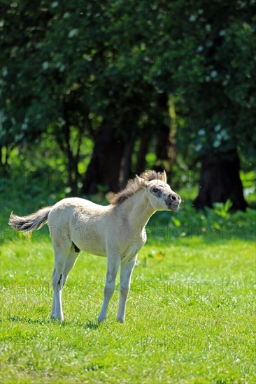 Duelmen wild horse