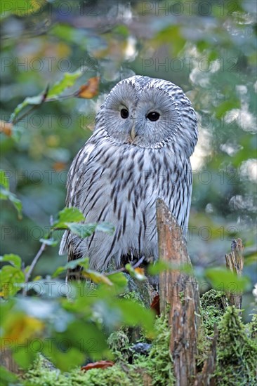 Ural owl