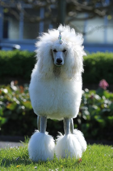 Large poodle