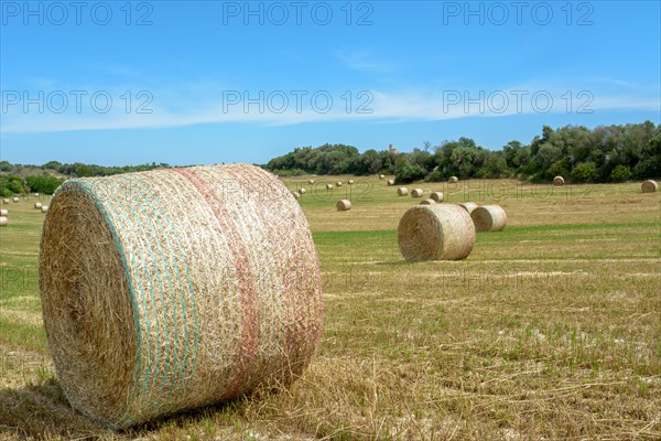 Stacks of straw