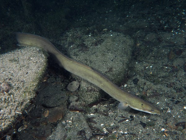 European eel