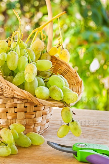 Green grape in busket on table in garden
