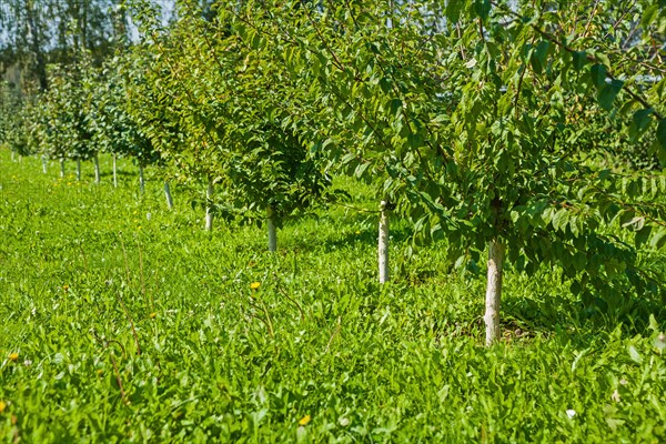 Young apple trees in the garden