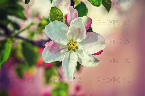 Apple tree blossom on blurred background instagram style