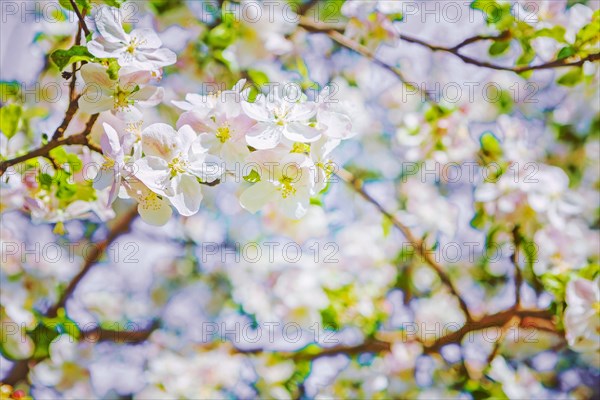 Beautiful blooming flowers from apple tree instagram style