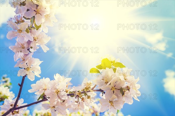 Blossoming branch of an apple tree with sun in the sky