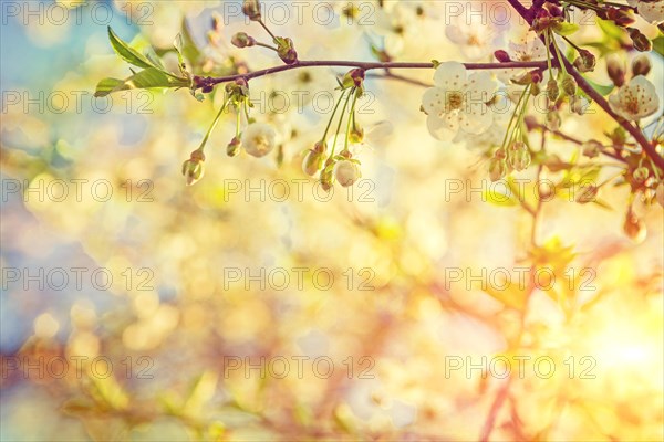 Blossoming cherry tree close-up om small branch on blurred suuny background