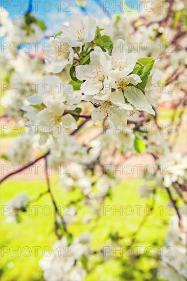 Close up view on branch of blossoming apple tree with white flowers floral background instagram style