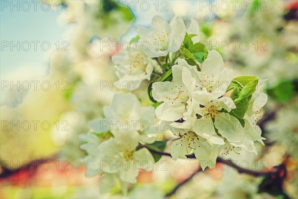 Floral background white flowers of blossoming apple tree with blurred background instagram style