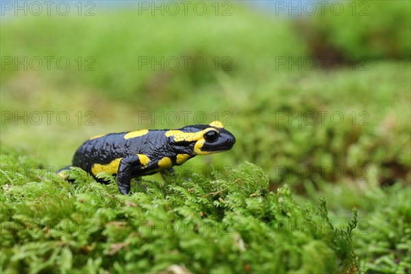 Fire salamander