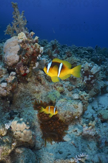 Pair of red sea clownfish