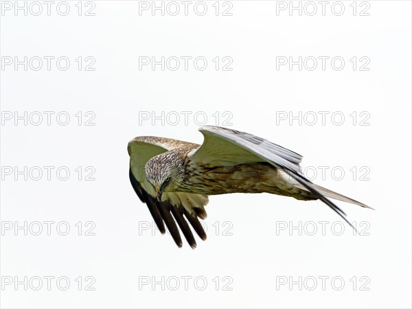 Western marsh-harrier