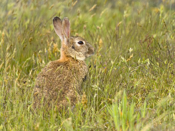 European rabbit