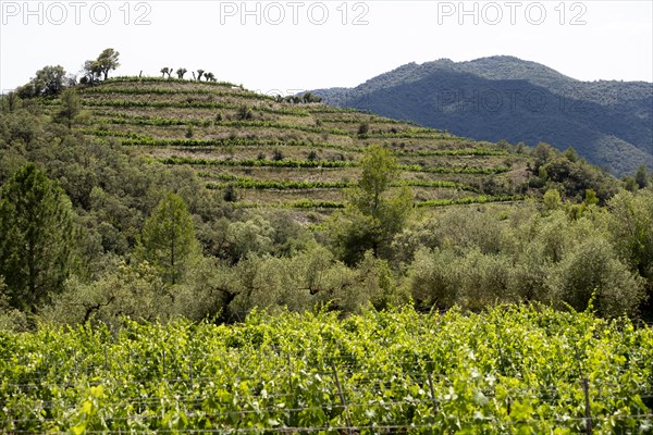 Experience stunning vineyard landscapes in the Priorat wine region