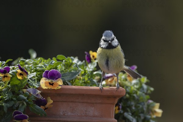 Blue tit