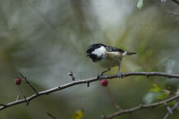 Coal tit