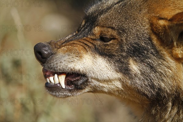 Iberian wolf