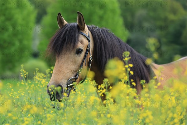 Lusitano