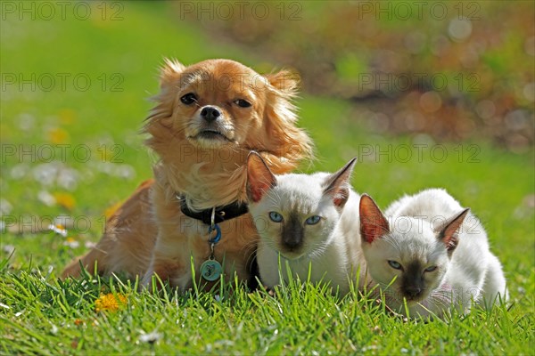 Thai cats and Chihuahua sitting