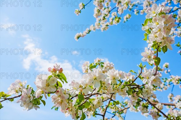Blssoming branch of apple tree on bright blue sky instagram stile