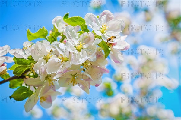 Single branch of blossoming apple tree on blurred sky background instagram style