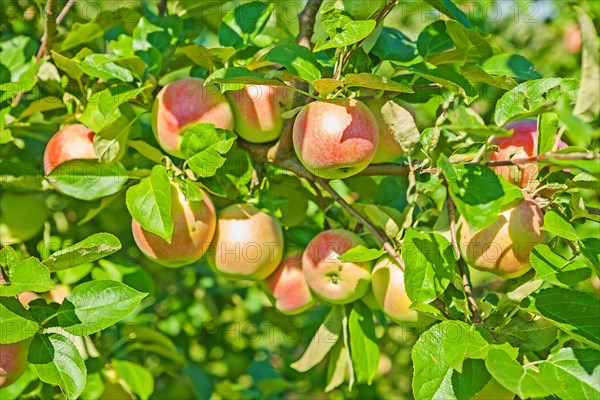 Cultivation of apples