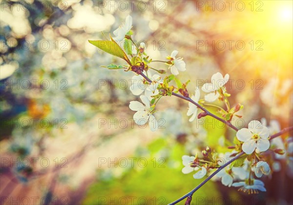 Branch with sparse flowers on blossoming cherry tree instagram style