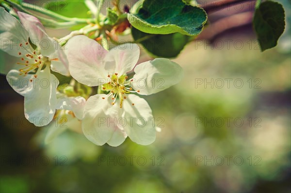 Apple tree flowers on blurred background instagram style
