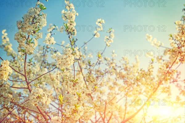 Beautiful sunny background of blossoming cherry tree branches