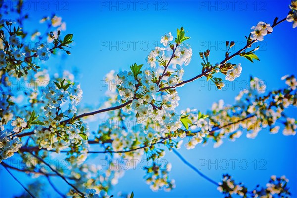 Blossom of cherry tree inatagram style