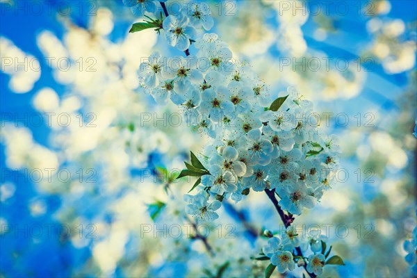 Small branch of cherry tree with white flowers floral background inatagram style