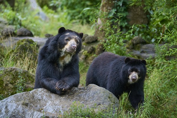 Spectacled bear