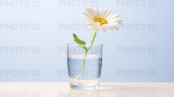 A single white daisy in a glass of water against a clear light blue gradient Ai generated