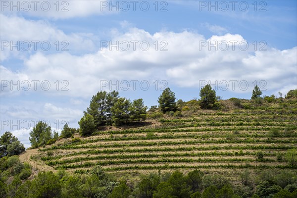 Experience stunning vineyard landscapes in the Priorat wine region