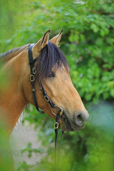 Lusitano