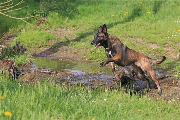 Malinois jumping