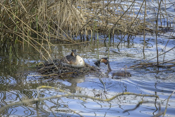 Great crested grebe