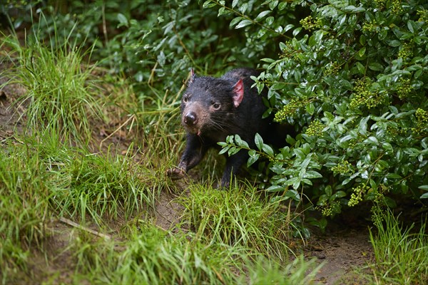 Tasmanian devil