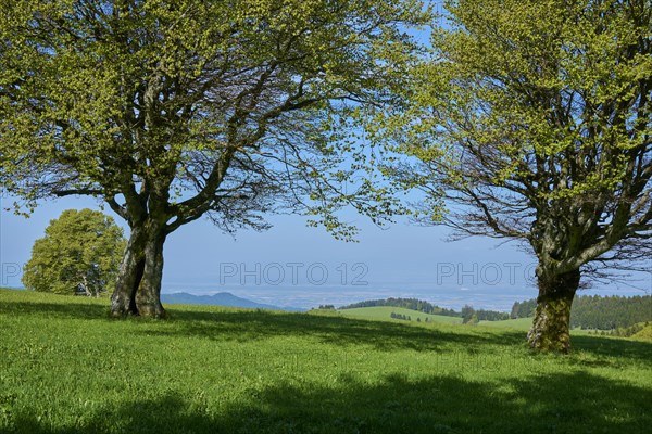 Wind beeches in spring