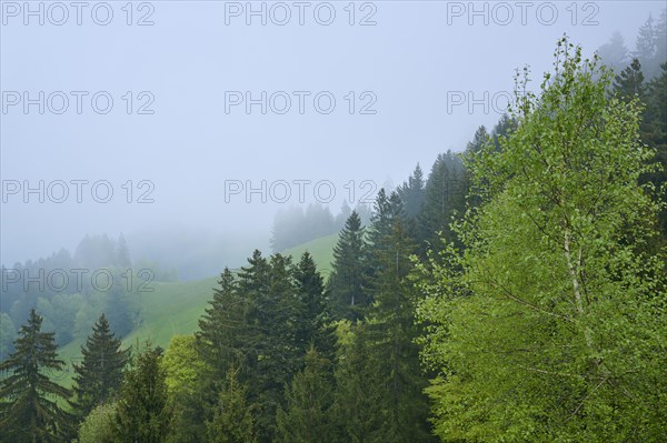 A misty hilly landscape with green trees and a peaceful atmosphere