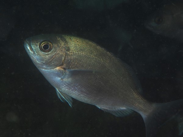 Hottentot bream